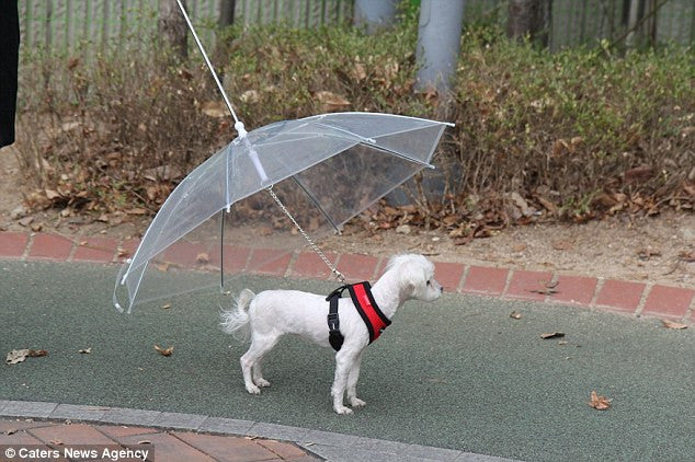 Pet walking transparent umbrella